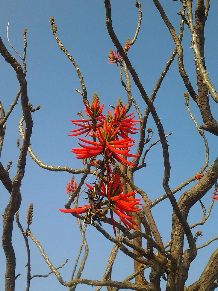 Erythrina, erythrina coral, árvore de coral