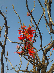 erythrina, koralų erythrina, Coral tree