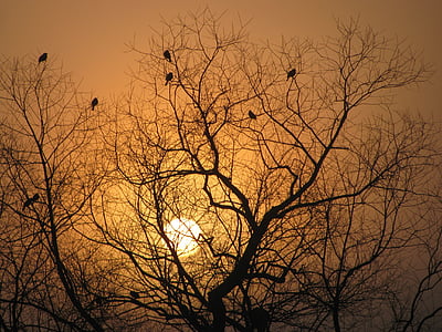 tree silhouette, sunrise, branches, birds in trees, sunlight, spring, willow tree