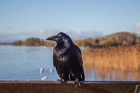 Crow, Irland, landskaber, eller sump