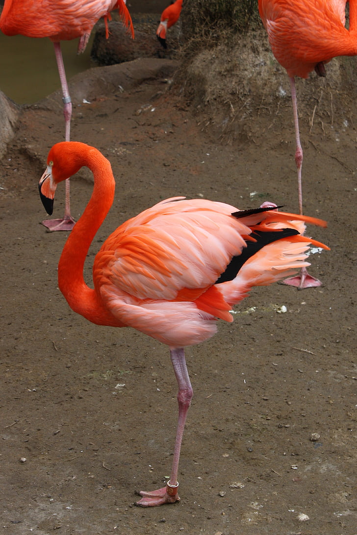 flamingo, bird, fly, wings, feather, wildlife, beak
