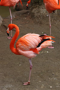 Flamingo, putns, muša, spārni, spalva, savvaļas dzīvnieki, knābis