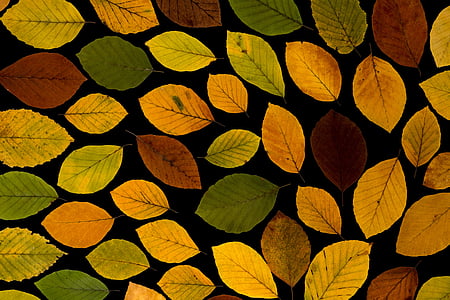 листа, Есен листа, истински листа, цветни, състав, Есенни листи, есенните цветове