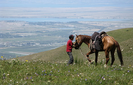 karakol, Kirgisistan, hest, natur, dyr, ri, hester
