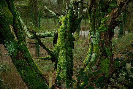 mousse, tronc d’arbre, lichen, écorce