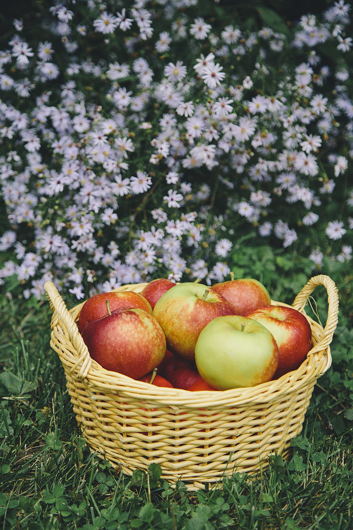 Apple, manzanas, cosecha de Apple, cesta, fruta, saludable, naturaleza