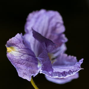 vid, Clematis, flor, flor, floración, filigram, púrpura