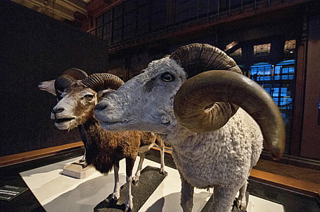 牡羊座, 博物館, パリ, 自然史博物館, ホーン