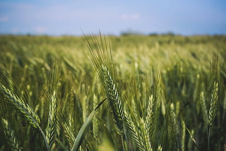 verde, grama, campo, natureza, trigo, grão, colheita