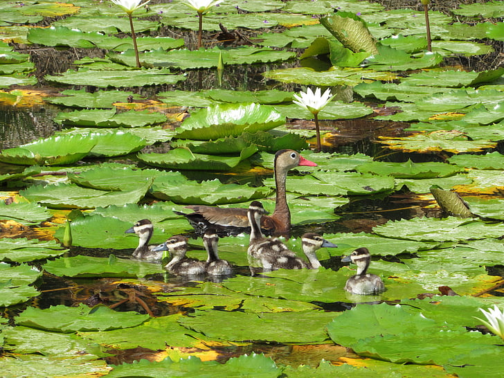 ducklings, duck, lily pads, pond, green, mother, baby