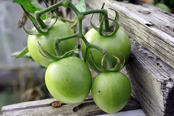 tomates verdes, das culturas, produtos hortícolas, planta, comida, Midge, haste