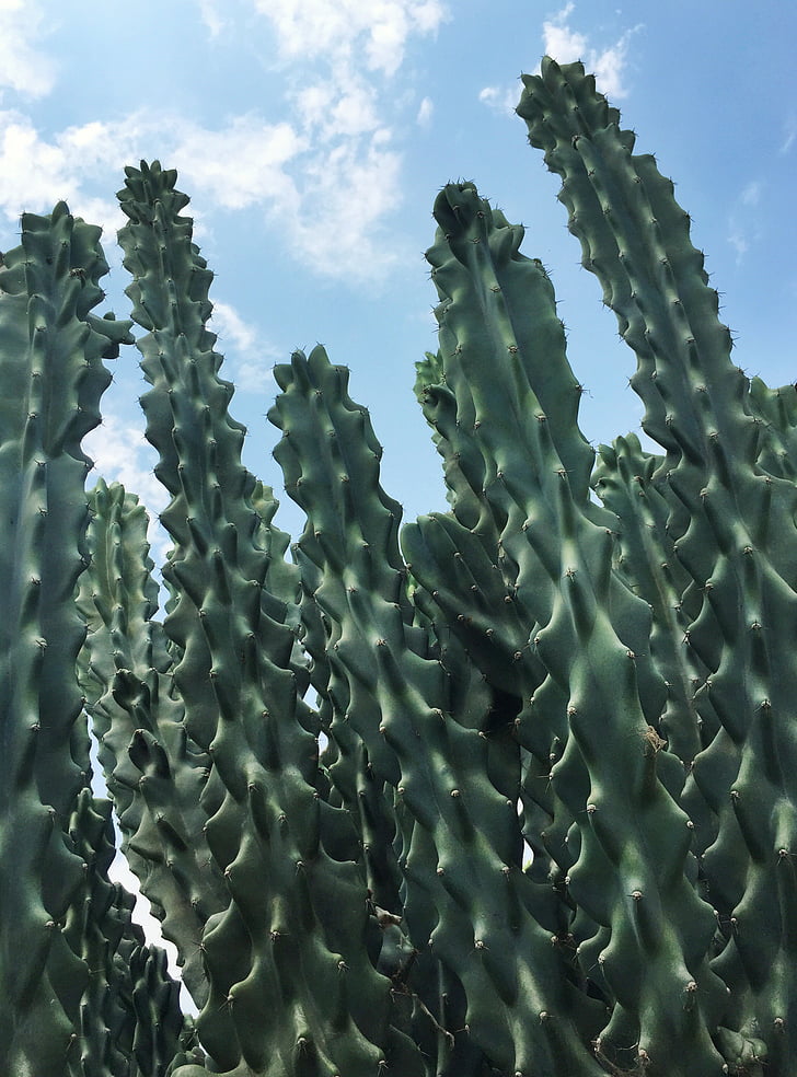 cactus, planta, textura