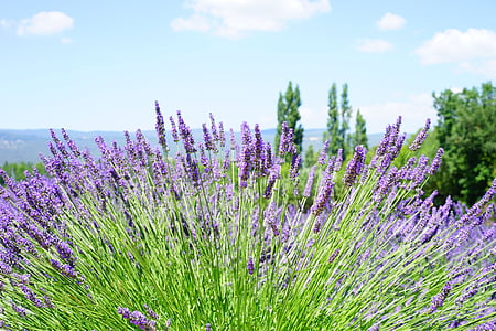 lavender, lavender field, lavender flowers, blue, flowers, purple, dunkellia