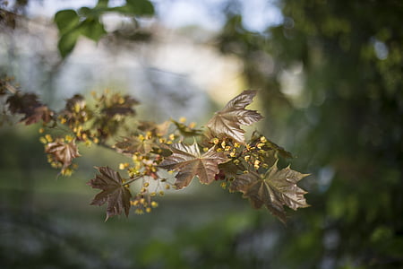 shallow, focus, photography, maple, tree, nature, trees
