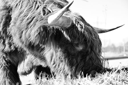 daging sapi, Highland sapi, hochlandrind Skotlandia, tanduk, berbulu, sapi, padang rumput