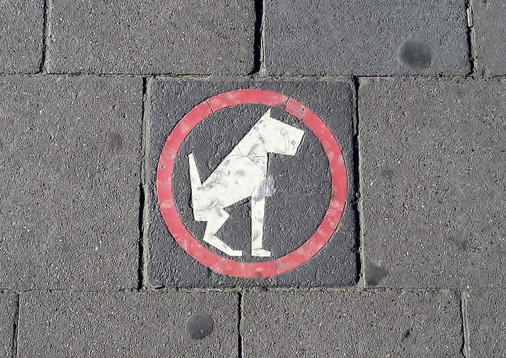 pavement, sign, dog, roadsign