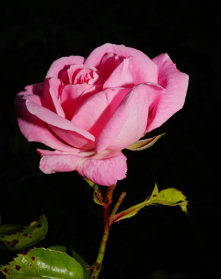 tõusis, õis, Bloom, roosa õitega, roosa, aroom, Ilu