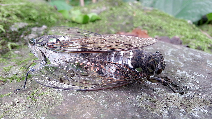 cicada, mating, nature