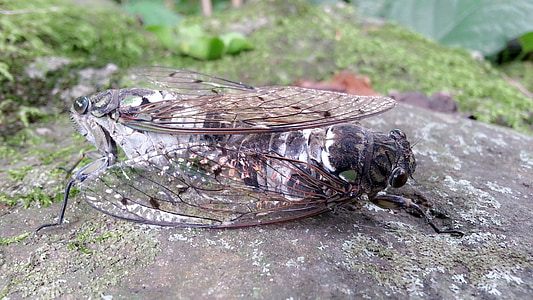 cicade, paring, natuur