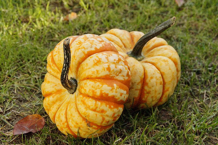 pumpkin, gourd, autumn, october, pumpkins, decoration, orange
