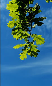 castagno, albero, albero di castagno, Buckeye, foglie, Bloom, foglie di castagno