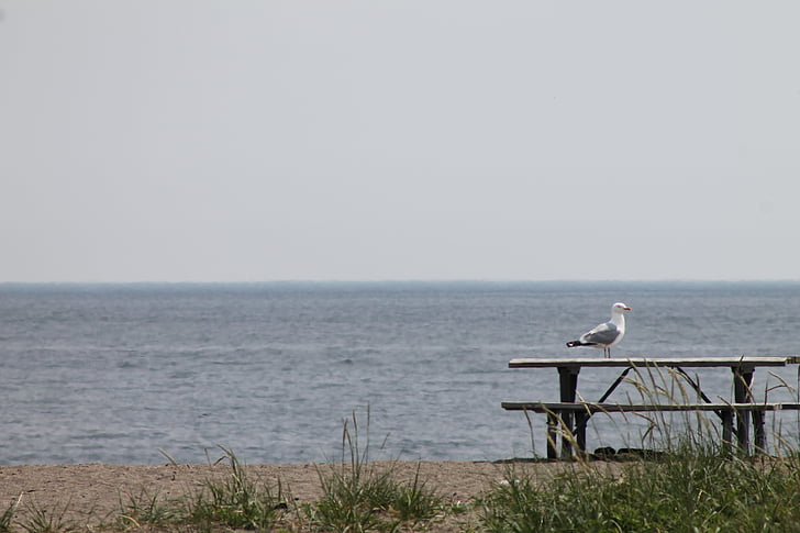 Seagull, mås, fågel, picknickbord, sjön, naturen