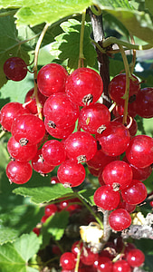 berry, red currant, summer, red, bush, fruit, food
