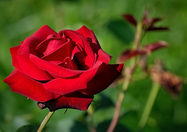 τριαντάφυλλο, κόκκινο, λουλούδι, ομορφιά, Ρομαντικό, πέταλα, Όμορφο