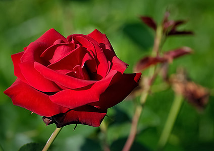 Rožė, raudona, gėlė, grožio, Romantiškas, žiedlapiai, gražu, gražus