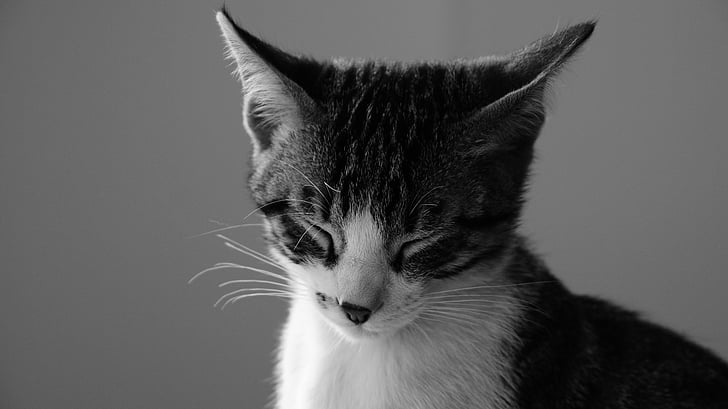 kass, unistus, Cat on unistus, must ja valge, kasside, kodumaise, Kodukass