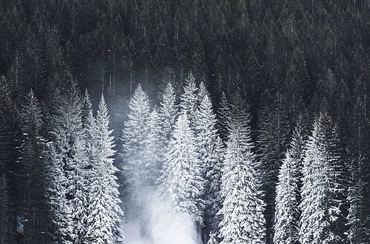 nature, landscape, mountain, woods, forest, snow, winter
