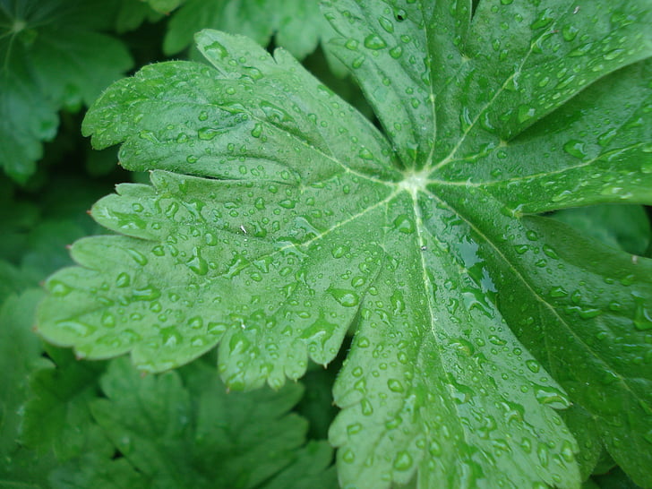 leaf, rain, nature, green