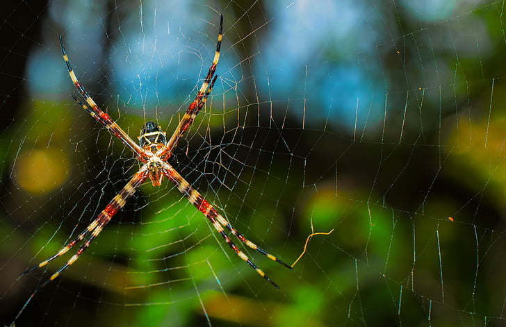 Aranha, Web, líquido, natureza, inseto, assustador, teia de aranha
