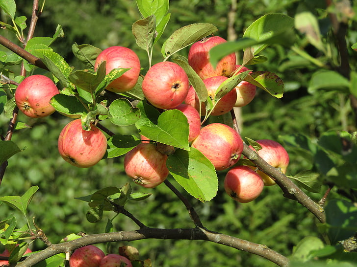 Яблуневий сад, яблуко, фрукти, яблука, Природа, лист, Сільське господарство