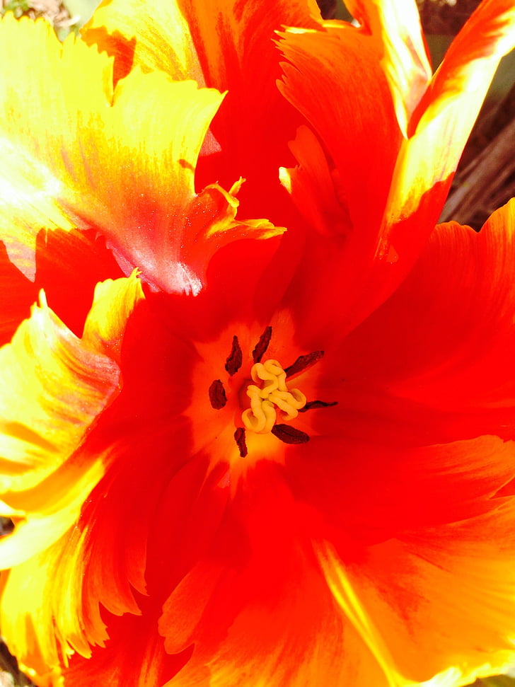 Tulipa, flor, joc d'agudesa, flor, verd