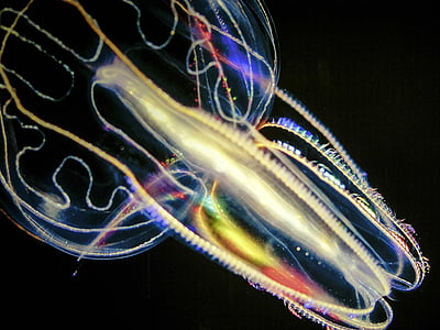 jellyfish, luminous, underwater, ocean life, water, beautiful, close-up