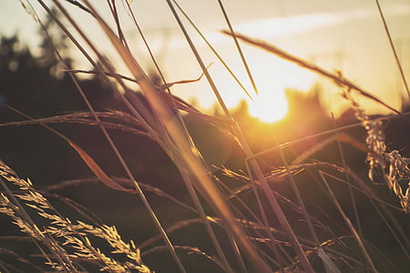 grass, plant, sunset, macro, nature, meadow, environment