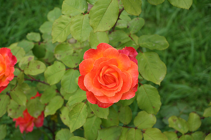 Rosa, merah, bunga, bunga, alam, kelopak bunga, tanaman