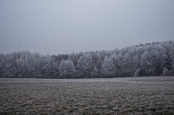 gray, scale, photo, forest, winter, field, tranquility
