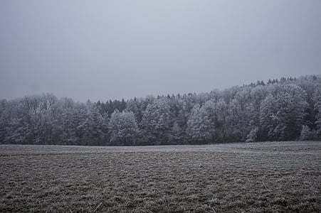 gris, escala, Foto, bosque, invierno, campo, tranquilidad