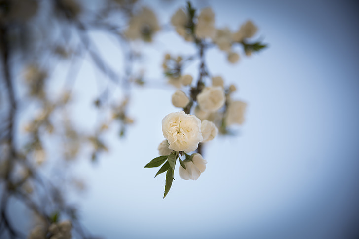 flors de primavera, flor del cirerer, flors, abril, natura, fora de focus