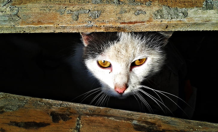 katten, øyne, Lauer posisjon, oppmerksomhet, katt øyne, innenlands cat, dyr