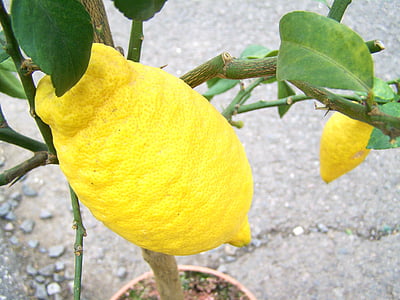 citron, lemon, fruit, citrus Fruit, nature, food, leaf