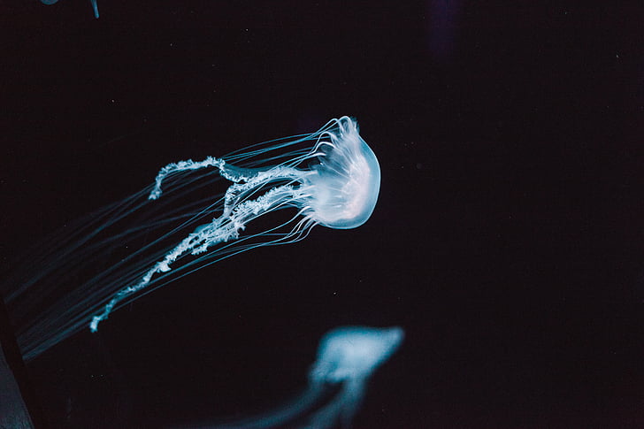 méduse, aquatique, animal, océan, sous l’eau, lumière, bleu