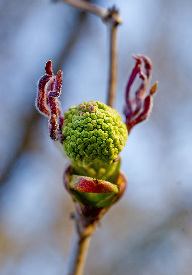 mekar, Rowan, menjelang berbunga, closeup, fotografi makro, alam, musim semi