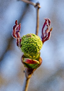 Bloom, Rowan, avant la floraison, Closeup, macro photographie, nature, printemps