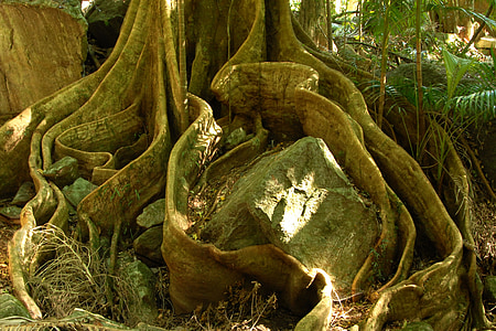 albero, radice, Jungle, radice di bordo, legno, Australia, natura