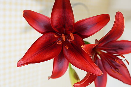 lily, red, plant, flowers, schnittblume