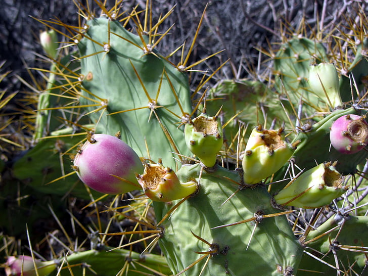 prickly pear, Cactus, fruit, Spur, natuur, plant