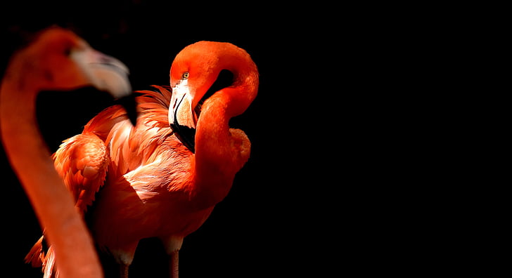 flamingo, bird, colorful, tierpark hellabrunn, munich, black background, no people
